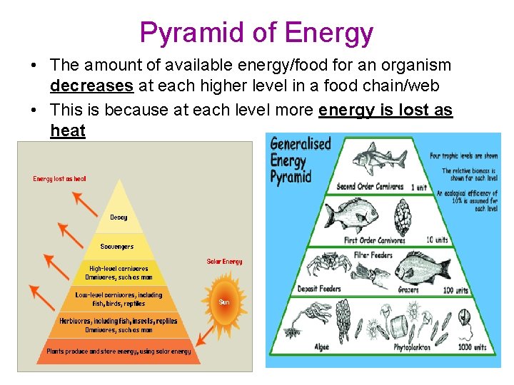 Pyramid of Energy • The amount of available energy/food for an organism decreases at