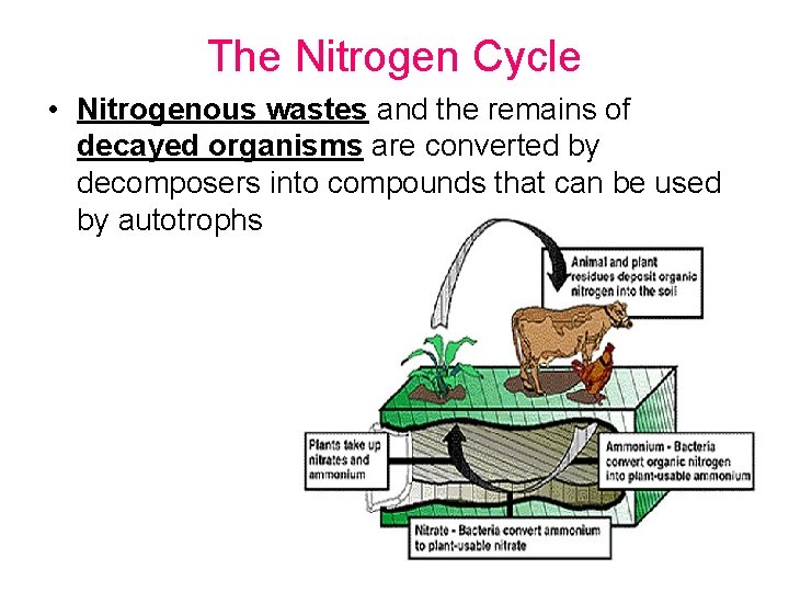 The Nitrogen Cycle • Nitrogenous wastes and the remains of decayed organisms are converted