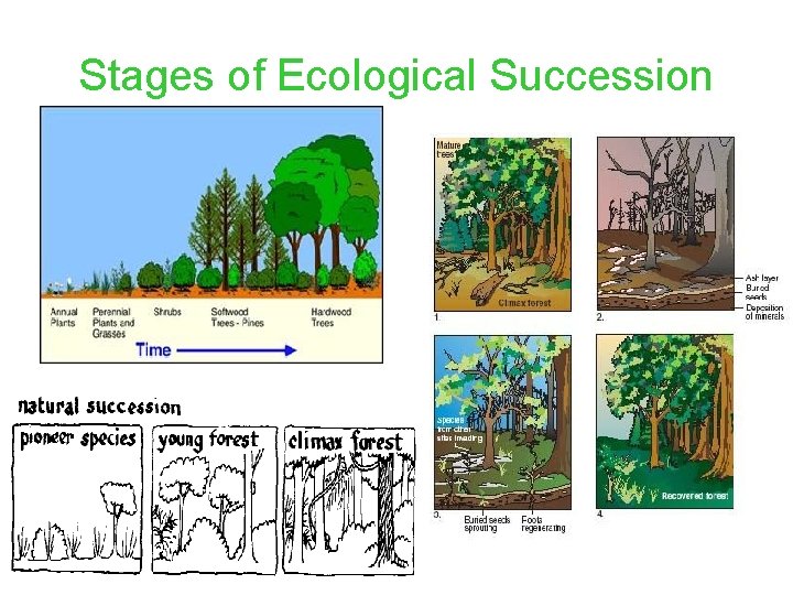 Stages of Ecological Succession 