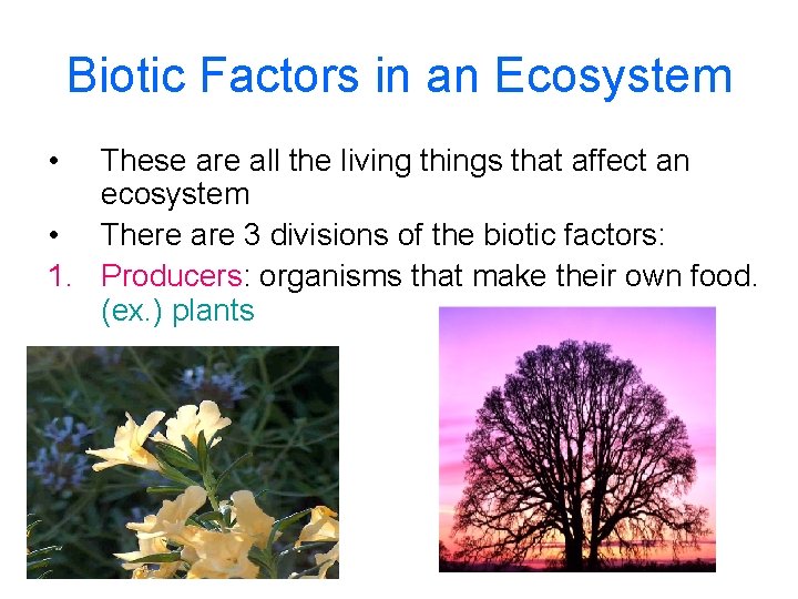 Biotic Factors in an Ecosystem • These are all the living things that affect