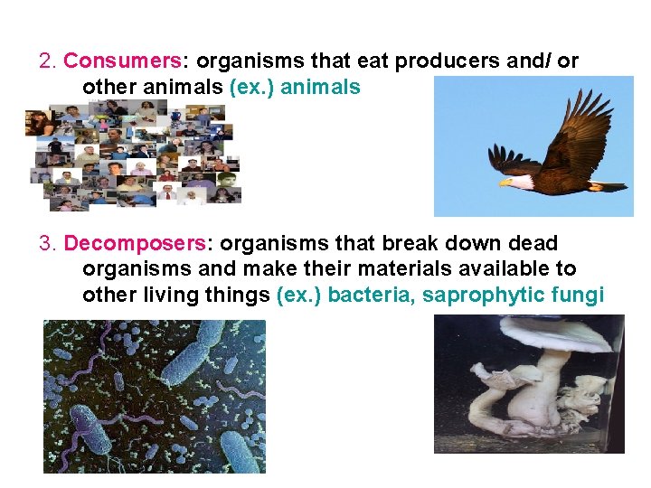 2. Consumers: organisms that eat producers and/ or other animals (ex. ) animals 3.