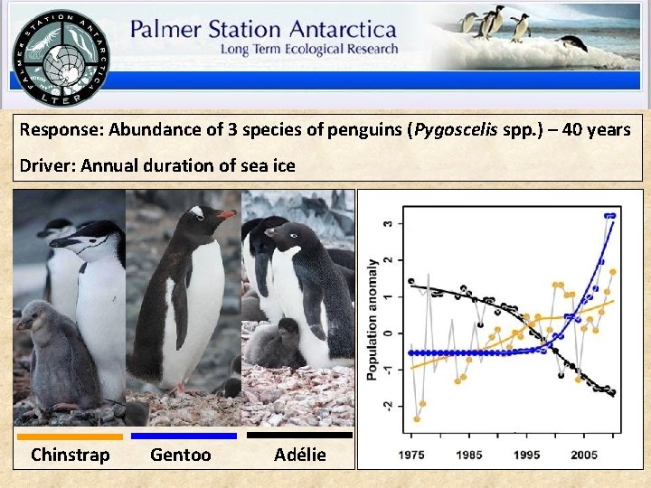 Response: Abundance of 3 species of penguins (Pygoscelis spp. ) – 40 years Driver: