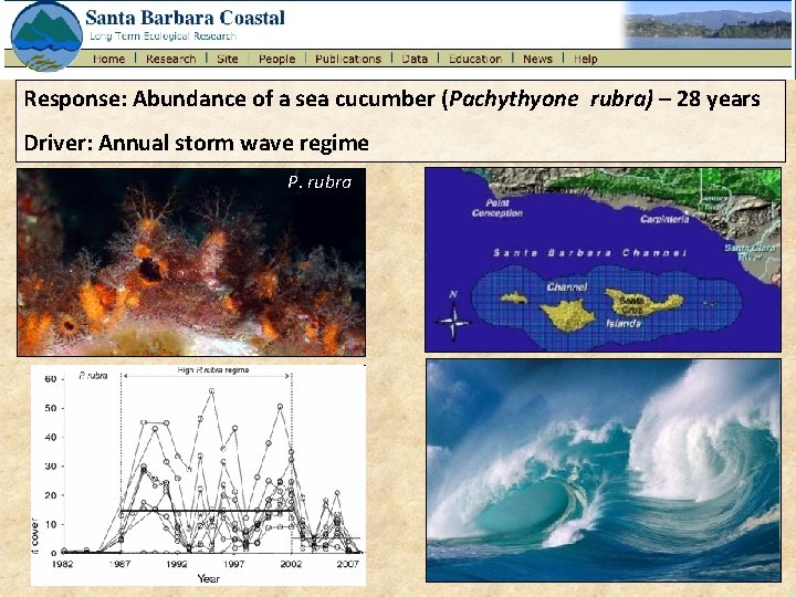 Response: Abundance of a sea cucumber (Pachythyone rubra) – 28 years Driver: Annual storm