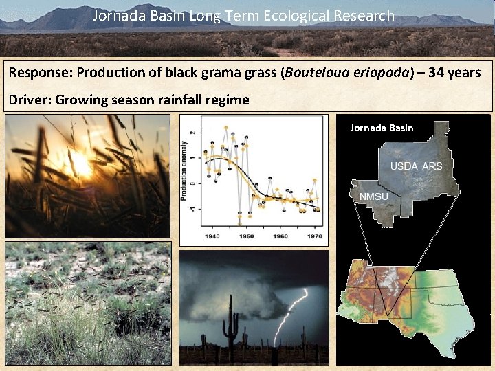 Jornada Basin Long Term Ecological Research Response: Production of black grama grass (Bouteloua eriopoda)