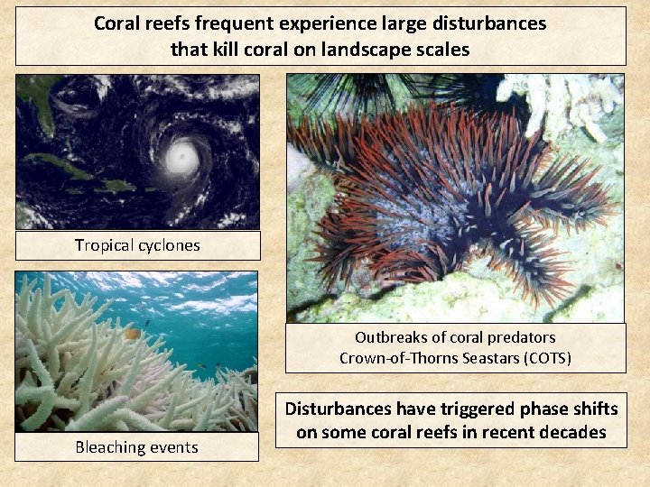 Coral reefs frequent experience large disturbances that kill coral on landscape scales Tropical cyclones