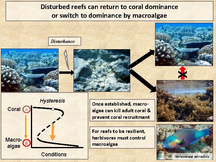 Disturbed reefs can return to coral dominance or switch to dominance by macroalgae Disturbance