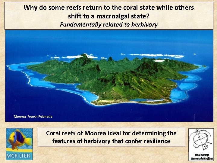 Why do some reefs return to the coral state while others shift to a