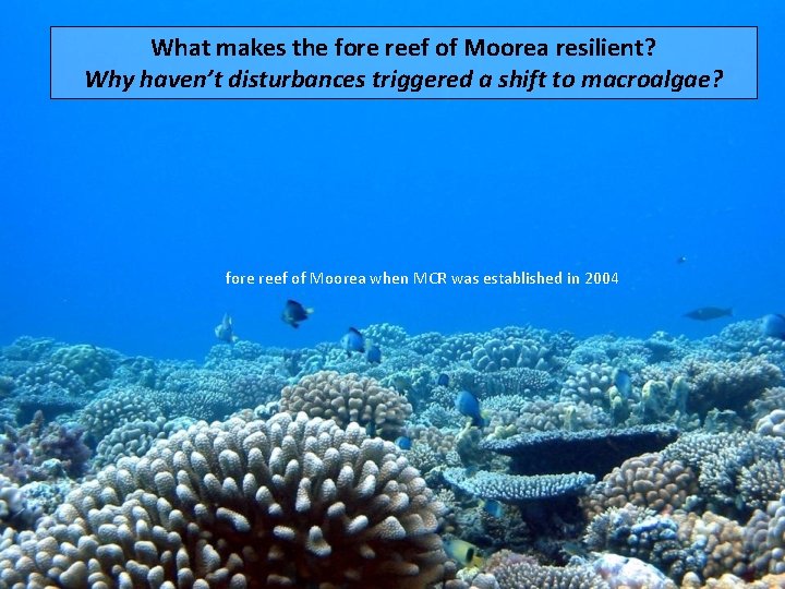 What makes the fore reef of Moorea resilient? Why haven’t disturbances triggered a shift