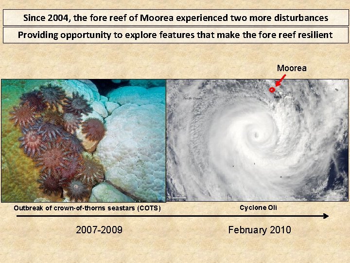 Since 2004, the fore reef of Moorea experienced two more disturbances Providing opportunity to