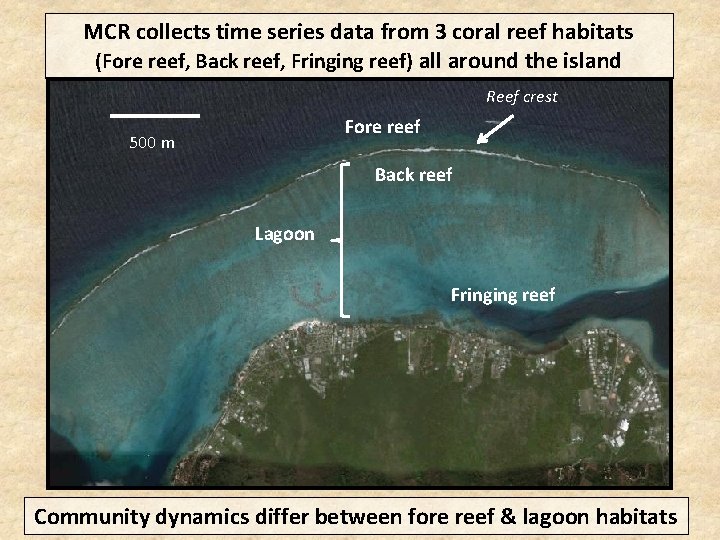 MCR collects time series data from 3 coral reef habitats (Fore reef, Back reef,