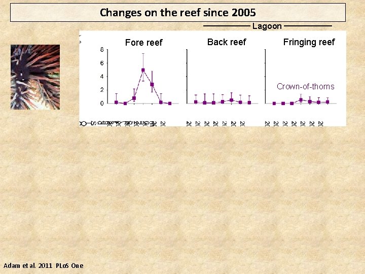 Changes on the reef since 2005 Lagoon Fore reef Back reef Fringing reef Crown-of-thorns