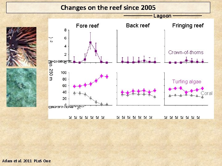 Changes on the reef since 2005 Lagoon Fore reef Back reef Fringing reef Crown-of-thorns