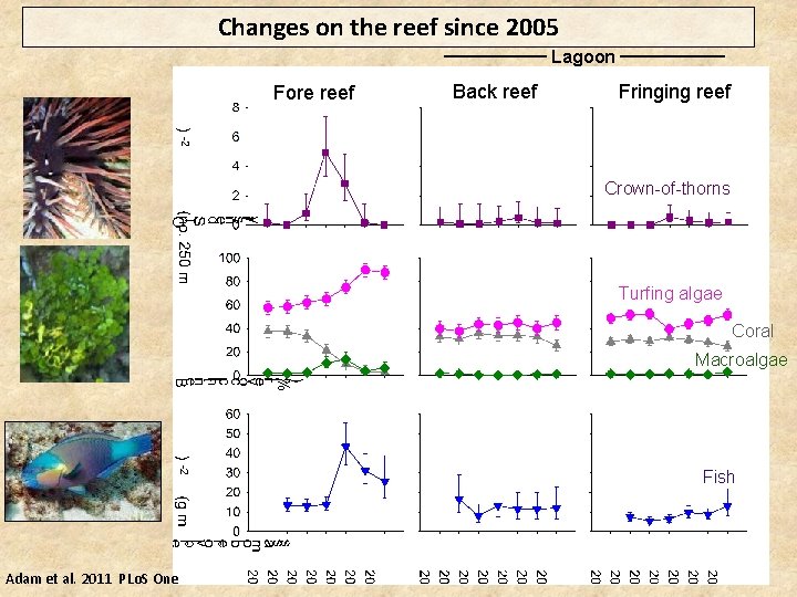 Changes on the reef since 2005 Lagoon Fore reef Back reef Fringing reef Crown-of-thorns