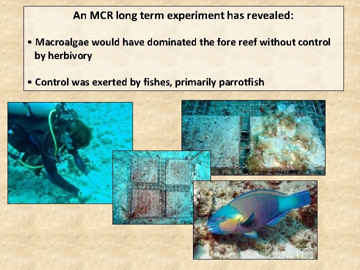 An MCR long term experiment has revealed: • Macroalgae would have dominated the fore