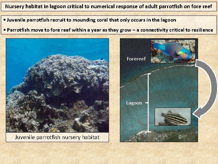 Nursery habitat in lagoon critical to numerical response of adult parrotfish on fore reef