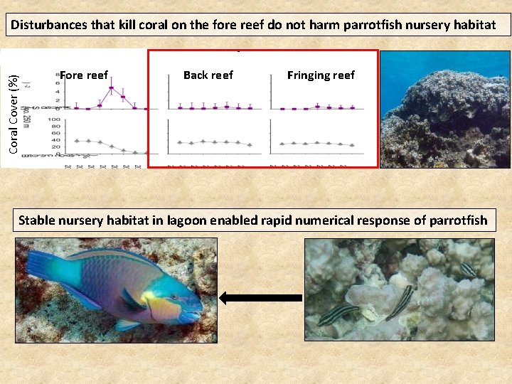 Disturbances that kill coral on the fore reef do not harm parrotfish nursery habitat