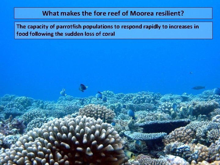 What makes the fore reef of Moorea resilient? The capacity of parrotfish populations to