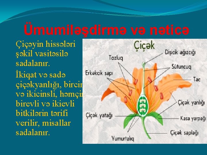 Ümumiləşdirmə və nəticə Çiçəyin hissələri şəkil vasitəsilə sadalanır. İkiqat və sadə çiçəkyanlığı, bircinsli və