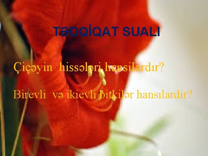 TƏDQİQAT SUALI Çiçəyin hissələri hansilardır? Birevli və ikievli bitkilər hansılardir? 