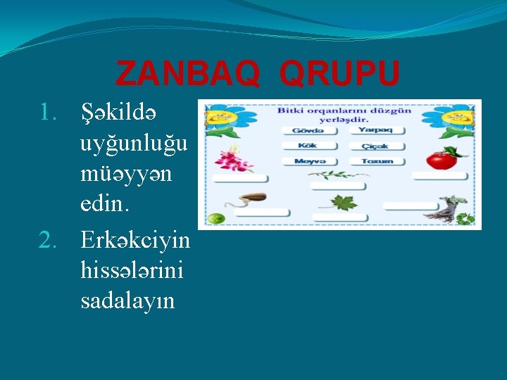 ZANBAQ QRUPU 1. Şəkildə uyğunluğu müəyyən edin. 2. Erkəkciyin hissələrini sadalayın 