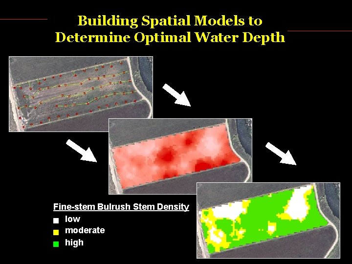 Building Spatial Models to Determine Optimal Water Depth Fine-stem Bulrush Stem Density low moderate