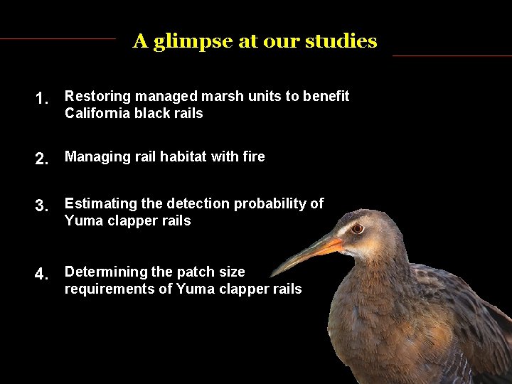 A glimpse at our studies 1. Restoring managed marsh units to benefit California black