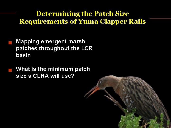 Determining the Patch Size Requirements of Yuma Clapper Rails Mapping emergent marsh patches throughout