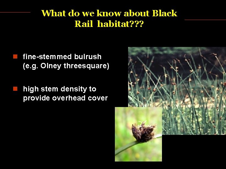 What do we know about Black Rail habitat? ? ? fine-stemmed bulrush (e. g.