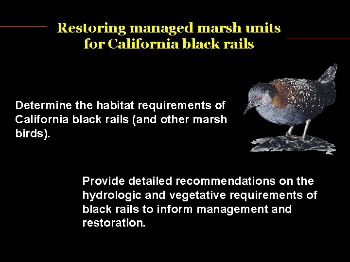 Restoring managed marsh units for California black rails Determine the habitat requirements of California