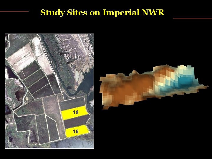 Study Sites on Imperial NWR 18 16 