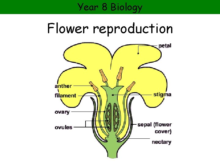 Year 8 Biology Flower reproduction 