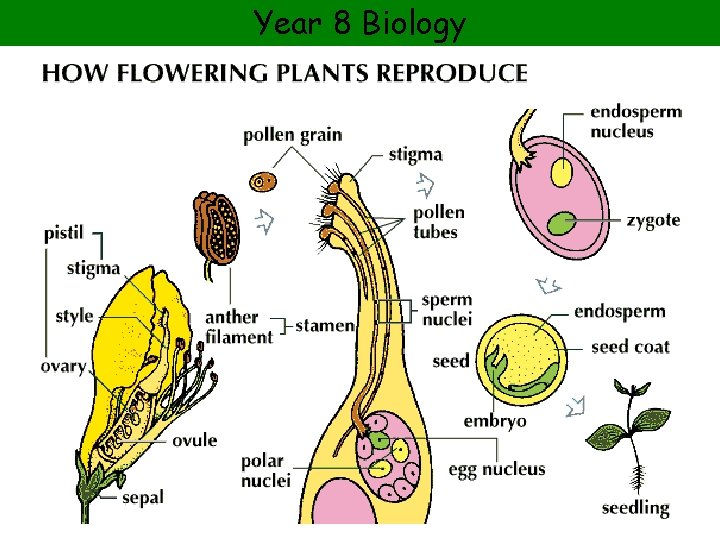 Year 8 Biology 