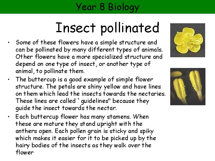 Year 8 Biology Insect pollinated • Some of these flowers have a simple structure