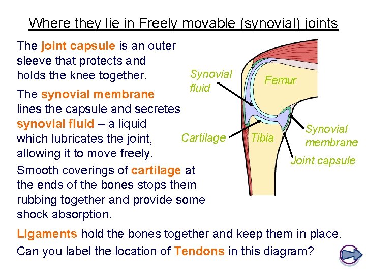 Where they lie in Freely movable (synovial) joints The joint capsule is an outer