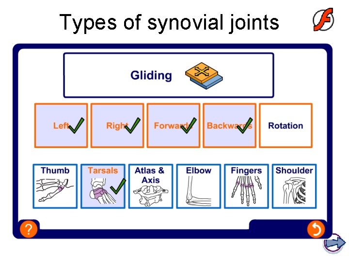 Types of synovial joints 