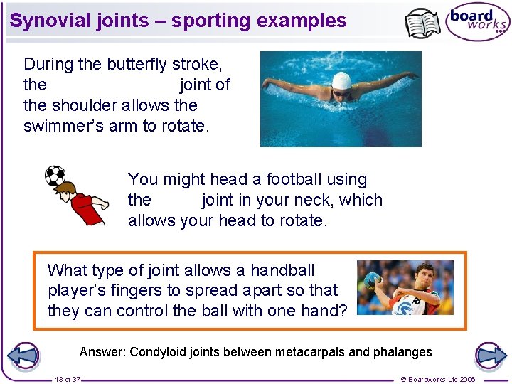 Synovial joints – sporting examples During the butterfly stroke, the ball and socket joint