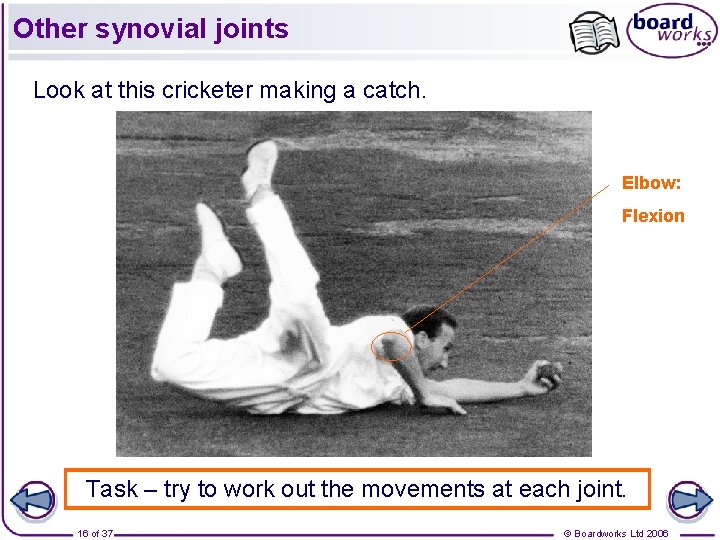 Other synovial joints Look at this cricketer making a catch. Elbow: Flexion Task –