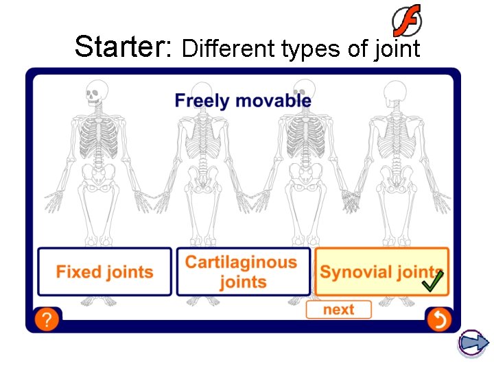 Starter: Different types of joint 