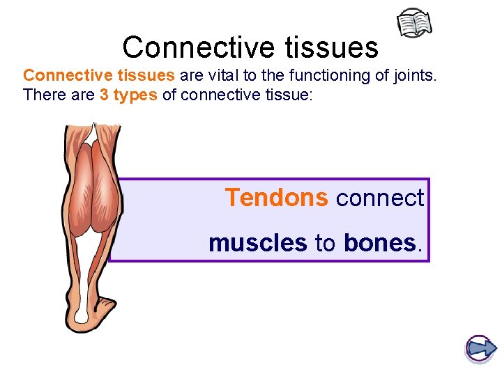 Connective tissues are vital to the functioning of joints. There are 3 types of