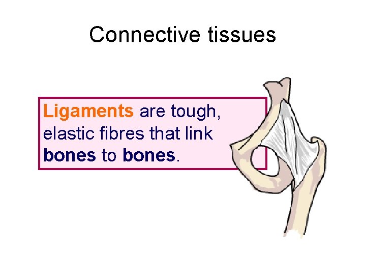 Connective tissues Ligaments are tough, elastic fibres that link bones to bones. 