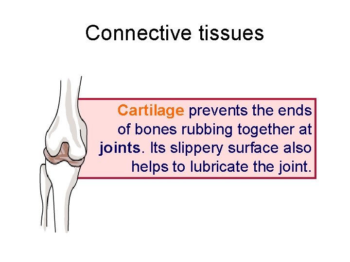 Connective tissues Cartilage prevents the ends of bones rubbing together at joints. Its slippery