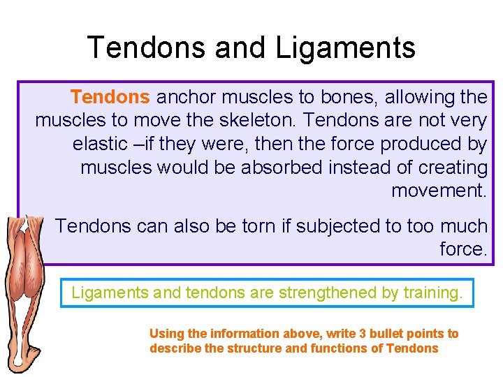 Tendons and Ligaments Tendons anchor muscles to bones, allowing the muscles to move the