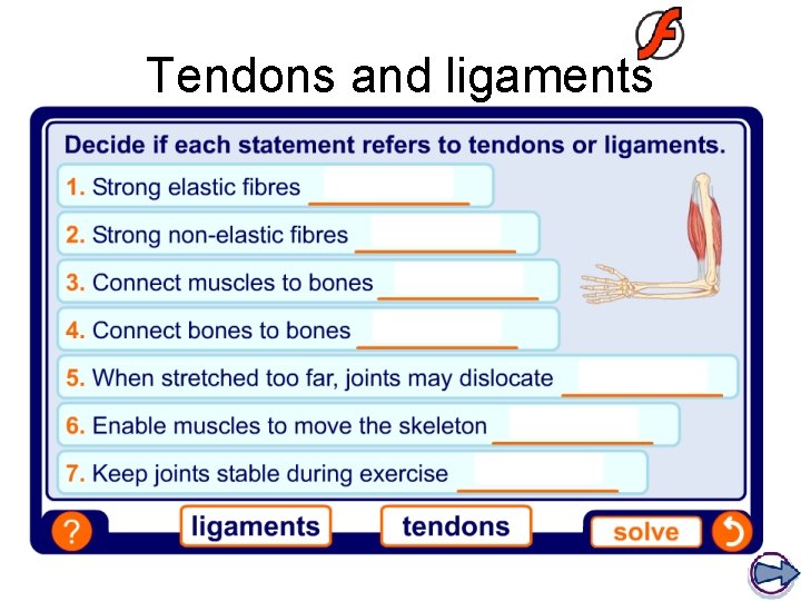 Tendons and ligaments 