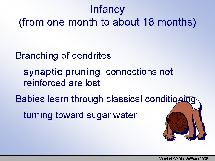 Infancy (from one month to about 18 months) Branching of dendrites synaptic pruning: connections