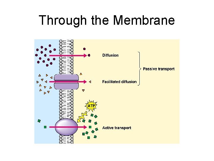 Through the Membrane 