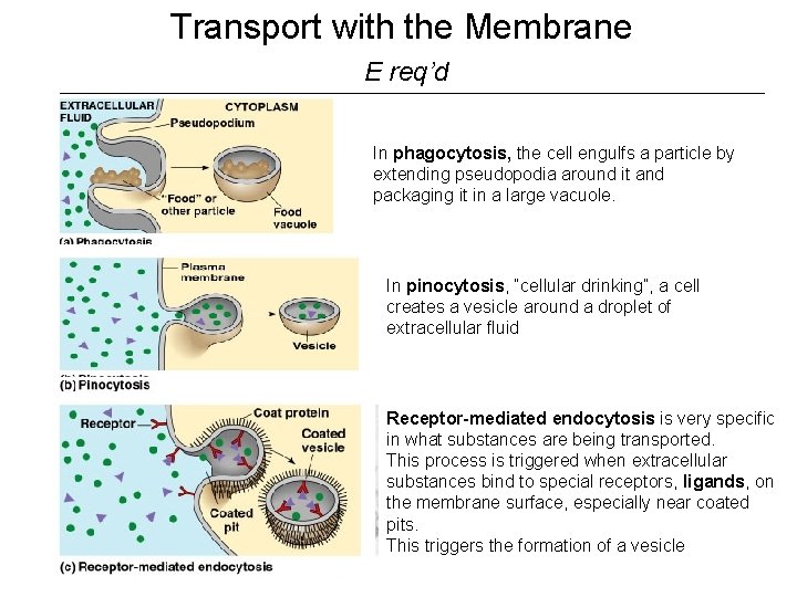 Transport with the Membrane E req’d In phagocytosis, the cell engulfs a particle by