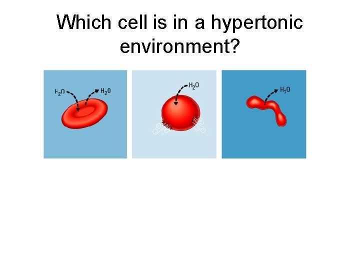 Which cell is in a hypertonic environment? 