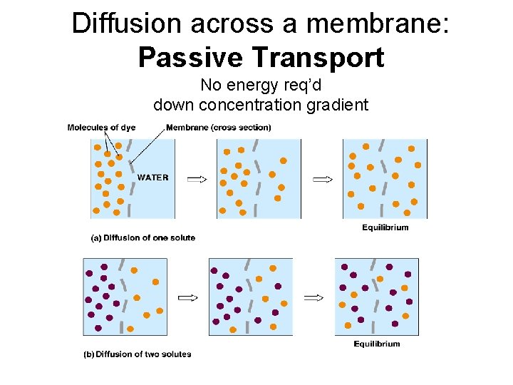 Diffusion across a membrane: Passive Transport No energy req’d down concentration gradient 