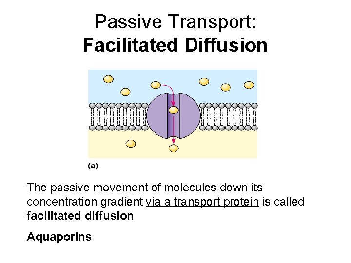 Passive Transport: Facilitated Diffusion The passive movement of molecules down its concentration gradient via