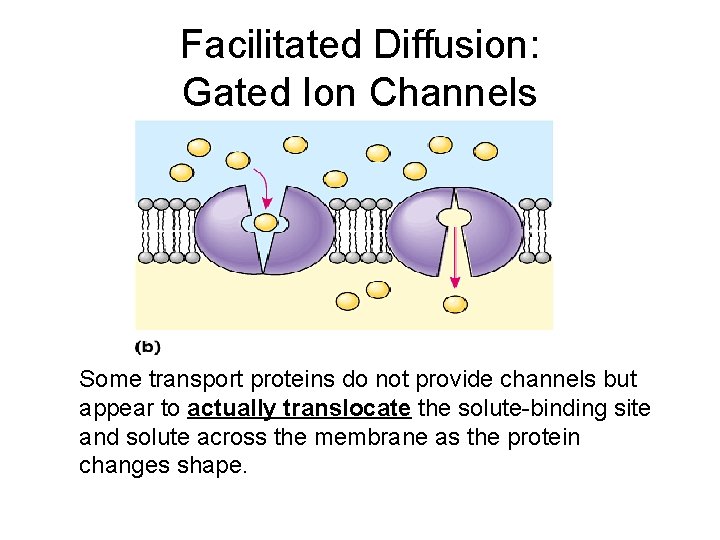 Facilitated Diffusion: Gated Ion Channels Some transport proteins do not provide channels but appear